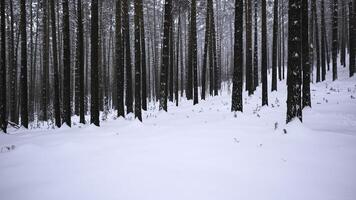 skön se i skog med träd trunkar på vinter- dag. media. lugnande se av vinter- skog med faller snö. skön landskap i vinter- skog under snöfall foto