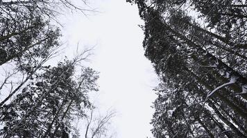 se från Nedan av skön träd i vinter- skog på molnig dag. media. skön träd trunkar med bar kronor på snöig vinter- dag. vinter- skog med träd i snö foto