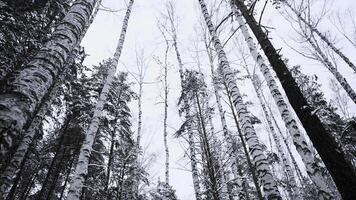 snöig vinter- backe och björk träd skog. media. skön vinter- landskap, lugna sluta dag i skogen. foto