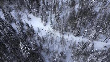 antenn se av vandrare i de tall träd skog, vinter- landskap, franska alperna. klämma. begrepp av reser och aktiva livsstil. foto