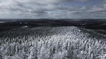 långsam rörelse antenn se av snöig träd i skön vinter- skog. klämma. vinter- landskap i frysta bergen natur. foto