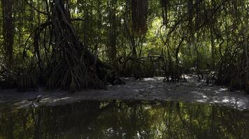 flod i regnskog av Australien. handling. lugna flod och djungler i varm sommar område. foto