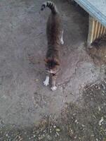 en katt Sammanträde på en cement avsats foto
