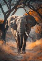 ai genererad afrikansk elefant gående mot de kamera. foto