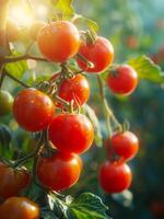 ai genererad färsk röd mogen tomater växande på de vin i de trädgård foto