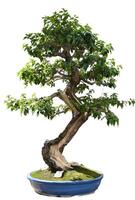 bougainvillea bonsai träd med trimmad grenar foto