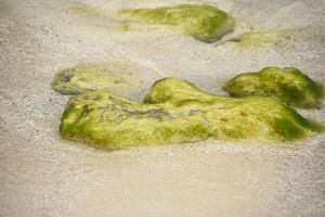 grön mossiga täckt stenar utsatt på strand foto