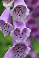 skön fe- kaus blommor blomning och blommande foto