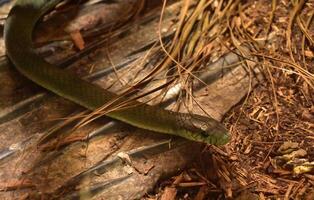 dödligt grön orm på de skog golv foto