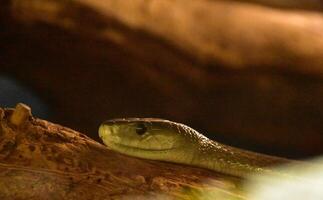 ser in i de öga av en grön mamba orm foto