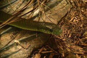 grön mamba orm glider runt om de skog golv foto