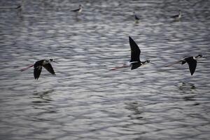 trio av flygande svart nacke stylta sandpipers foto