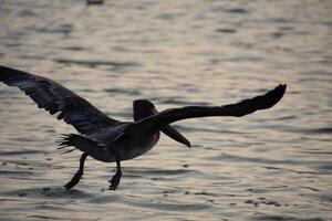 pelikan med vingar utökad i flyg över de vatten foto