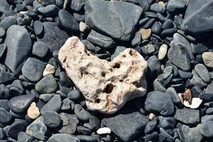 porös hjärta formad korall på en säng av mörkare stenar foto