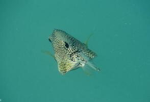 polka punkt fisk simning bort under vatten foto