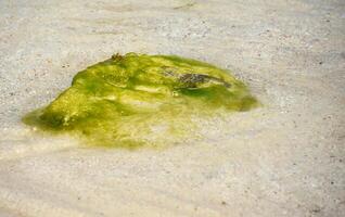 grön alger på en vit sand strand foto
