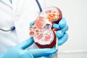 kronisk njure sjukdom, läkare med modell för behandling urin- systemet, urologi, beräknad glomerulär filtrering Betygsätta egfr. foto