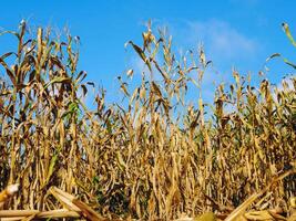 majs fält under skörda och blå himmel, torr majs fält redo för skörda foto