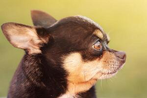 chihuahua tricolor svart vit och brun Färg på en grön suddig bakgrund. foto