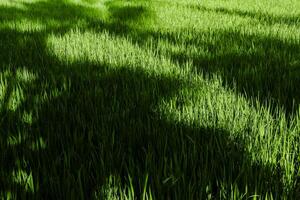 rader av ung ris är en lugnande grön Färg landskap foto