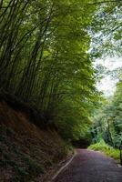 joggning spår eller löpning spår i de frodig skog vertikal Foto. friska livsstil begrepp bakgrund. foto