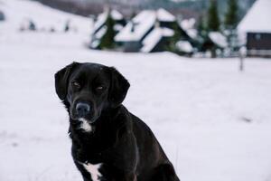 svart hund sitter i de snö nära de by foto