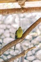 grön berg papegoja sitter på en abborre i en bur foto