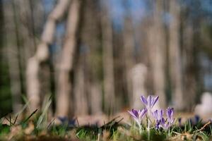 lila krokusar ha blommade på de solig kant av de skog foto