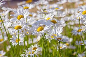 vild daisy blommor växande på äng, vit chamomiles på grön gräs bakgrund. foto