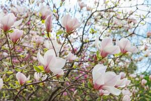 magnolia träd gren blomma i springtime trädgård. foto