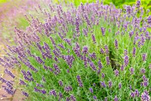 buskar av lavendel- blommor i de trädgård på solnedgång, landskap design. foto