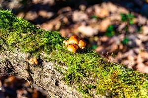 fotografi till tema stor skön giftig svamp i skog på löv bakgrund foto