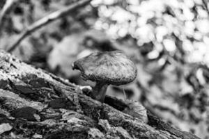 fotografi till tema stor skön giftig svamp i skog på löv bakgrund foto