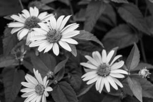 bra vild växande blomma aster falsk solros på bakgrund äng foto