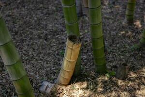 en grön bambu skog i vår solig dag stänga skott ser ner foto
