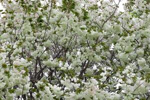 ukon körsbär blommor svängande i de vind molnig dag foto