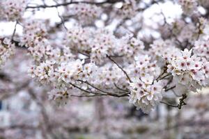 körsbär blomma på de parkera molnig dag foto