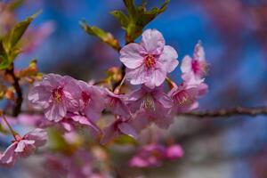 kawazu körsbär blommar i full blomma på de parkera stänga upp handhållen foto