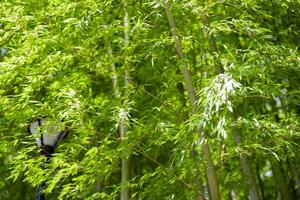 grön bambu löv i japansk skog i vår solig dag foto