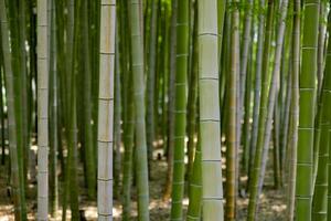 en grön bambu skog i vår solig dag stänga skott foto