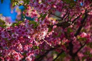 kawazu körsbär blommar i vår säsong stänga upp foto