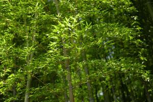 grön bambu löv i japansk skog i vår solig dag foto