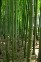 en grön bambu skog i vår solig dag foto