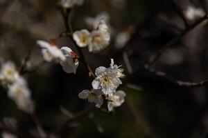 plommon blomma Bakom de blå himmel solig dag stänga upp foto