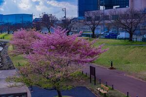 kawazu körsbär blommar i full blomma på de parkera bred skott foto