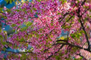 kawazu körsbär blommar swirly fläck i vår säsong stänga upp foto