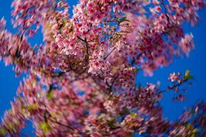 kawazu körsbär blommar swirly fläck i vår säsong stänga upp foto