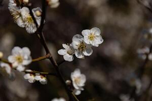 plommon blomma Bakom de blå himmel solig dag stänga upp foto