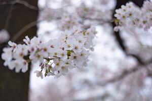 körsbär blomma på de parkera molnig dag närbild foto