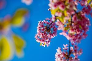 kawazu körsbär blommar i vår säsong foto